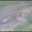 Little Critters